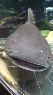 カワスイ 川崎⽔族館に投稿された画像（2022/7/17）