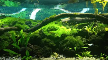 カワスイ 川崎⽔族館に投稿された画像（2022/7/17）