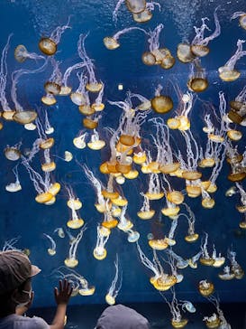 新江ノ島水族館に投稿された画像（2022/7/17）