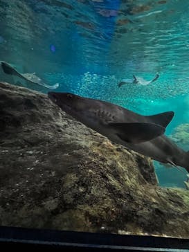 新江ノ島水族館に投稿された画像（2022/7/17）