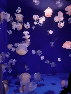 新江ノ島水族館に投稿された画像（2022/7/17）