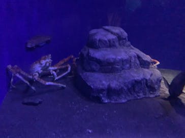 新江ノ島水族館に投稿された画像（2022/7/17）