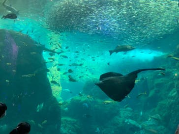 新江ノ島水族館に投稿された画像（2022/7/17）