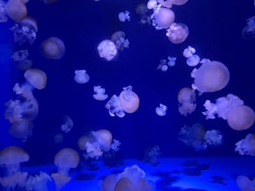 新江ノ島水族館に投稿された画像（2022/7/17）