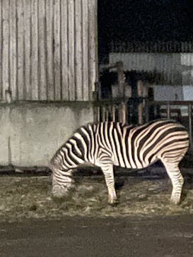 群馬サファリパークに投稿された画像（2022/7/17）