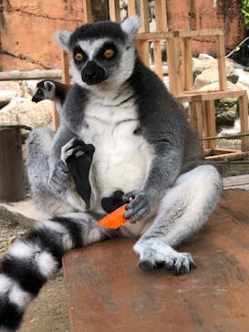 しろとり動物園に投稿された画像（2022/7/17）