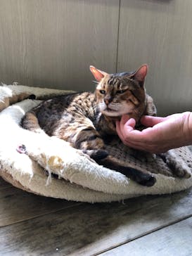 しろとり動物園に投稿された画像（2022/7/17）