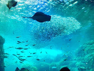 新江ノ島水族館に投稿された画像（2022/7/17）