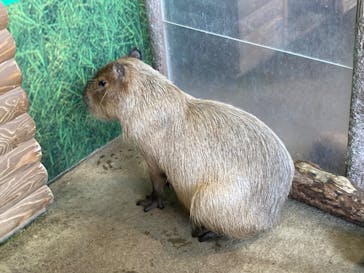 新江ノ島水族館に投稿された画像（2022/7/17）