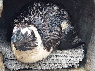 サンシャイン水族館に投稿された画像（2022/7/17）