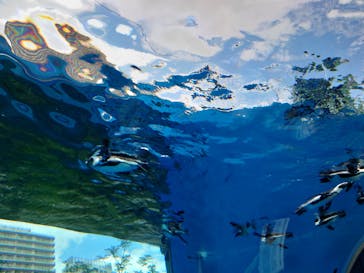 サンシャイン水族館に投稿された画像（2022/7/17）