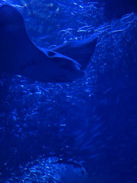 マリンワールド海の中道に投稿された画像（2022/7/17）