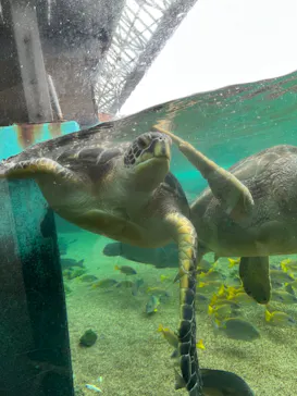 横浜・八景島シーパラダイスに投稿された画像（2022/7/17）