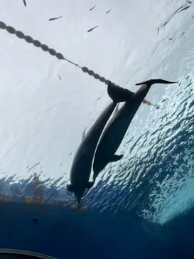 横浜・八景島シーパラダイスに投稿された画像（2022/7/17）