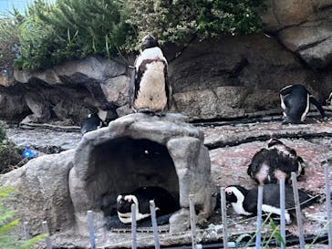 サンシャイン水族館に投稿された画像（2022/7/17）