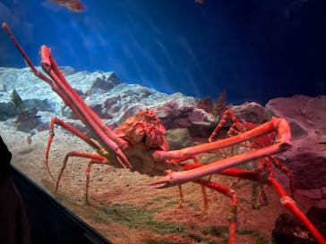 名古屋港水族館に投稿された画像（2022/7/17）