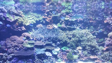 大分マリーンパレス水族館 「うみたまご」に投稿された画像（2022/7/17）