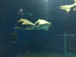 アクアワールド茨城県大洗水族館に投稿された画像（2022/7/17）