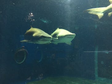アクアワールド茨城県大洗水族館に投稿された画像（2022/7/17）