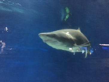 アクアワールド茨城県大洗水族館に投稿された画像（2022/7/17）