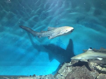 アクアワールド茨城県大洗水族館に投稿された画像（2022/7/17）