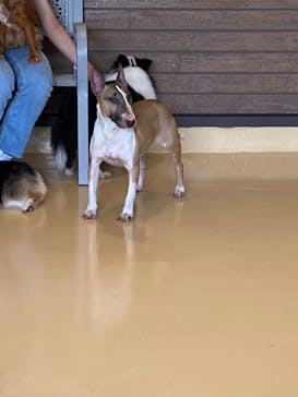 世界の名犬牧場に投稿された画像（2022/7/17）