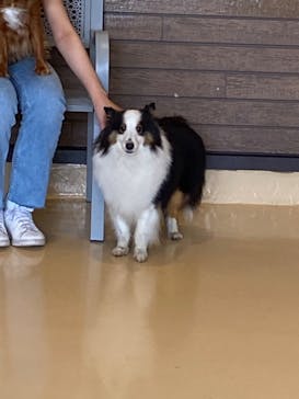 世界の名犬牧場に投稿された画像（2022/7/17）