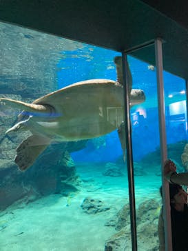 名古屋港水族館に投稿された画像（2022/7/17）