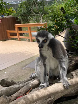 神戸どうぶつ王国に投稿された画像（2022/7/17）