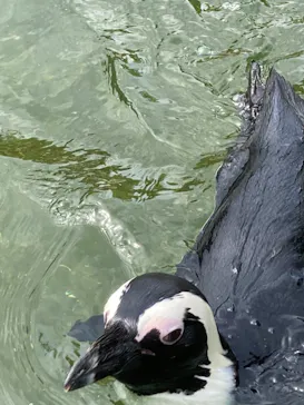 神戸どうぶつ王国に投稿された画像（2022/7/17）