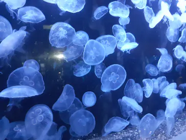 横浜・八景島シーパラダイスに投稿された画像（2022/7/18）