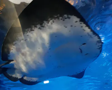 横浜・八景島シーパラダイスに投稿された画像（2022/7/18）