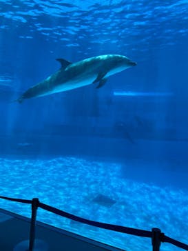 名古屋港水族館に投稿された画像（2022/7/18）