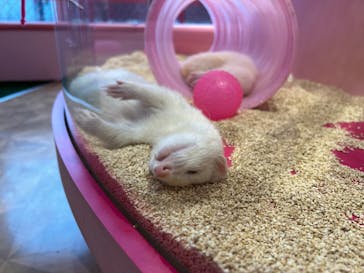 原宿かわいい動物園に投稿された画像（2022/7/18）