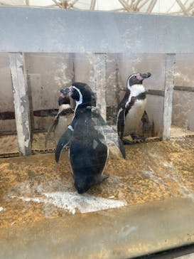 城崎マリンワールドに投稿された画像（2022/7/18）