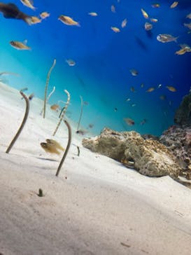 アクアワールド茨城県大洗水族館に投稿された画像（2022/7/18）