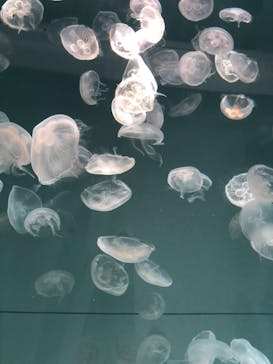アクアワールド茨城県大洗水族館に投稿された画像（2022/7/18）