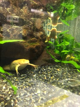 熱川バナナワニ園に投稿された画像（2022/7/18）