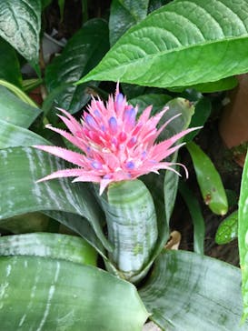 熱川バナナワニ園に投稿された画像（2022/7/18）