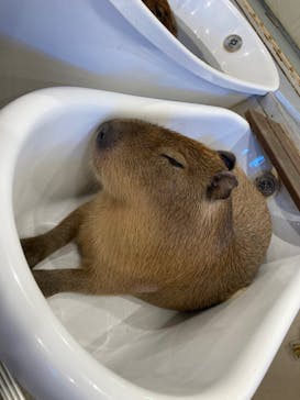 アニタッチみなとみらいに投稿された画像（2022/7/18）