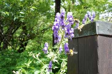 白樺自然学校に投稿された画像（2022/7/18）