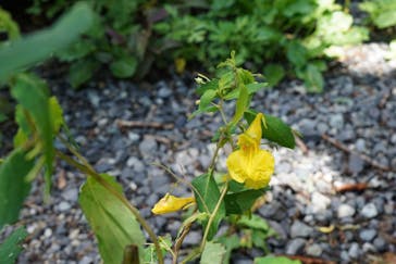 白樺自然学校に投稿された画像（2022/7/18）