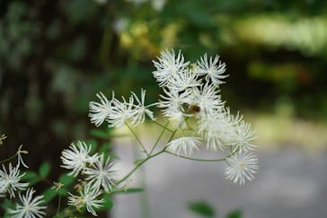 白樺自然学校に投稿された画像（2022/7/18）