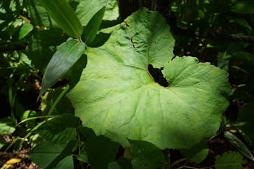 白樺自然学校に投稿された画像（2022/7/18）