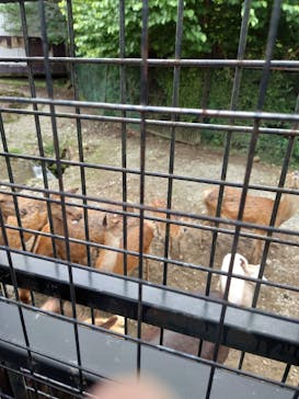 那須サファリパークに投稿された画像（2022/7/18）