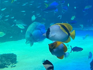 サンシャイン水族館に投稿された画像（2022/7/18）