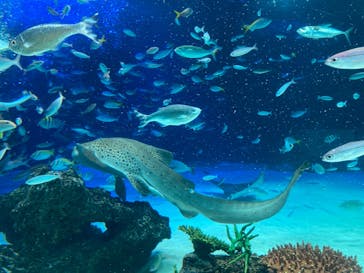 サンシャイン水族館に投稿された画像（2022/7/18）