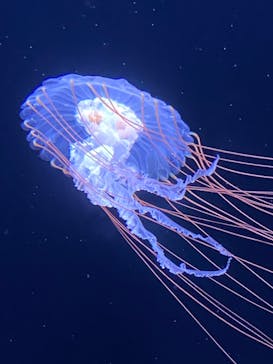 サンシャイン水族館に投稿された画像（2022/7/18）