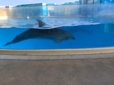 新江ノ島水族館に投稿された画像（2022/7/18）