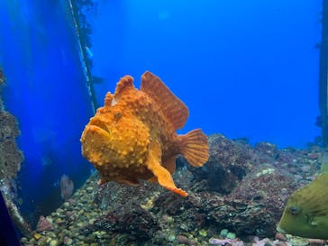 串本海中公園水族館に投稿された画像（2022/7/18）